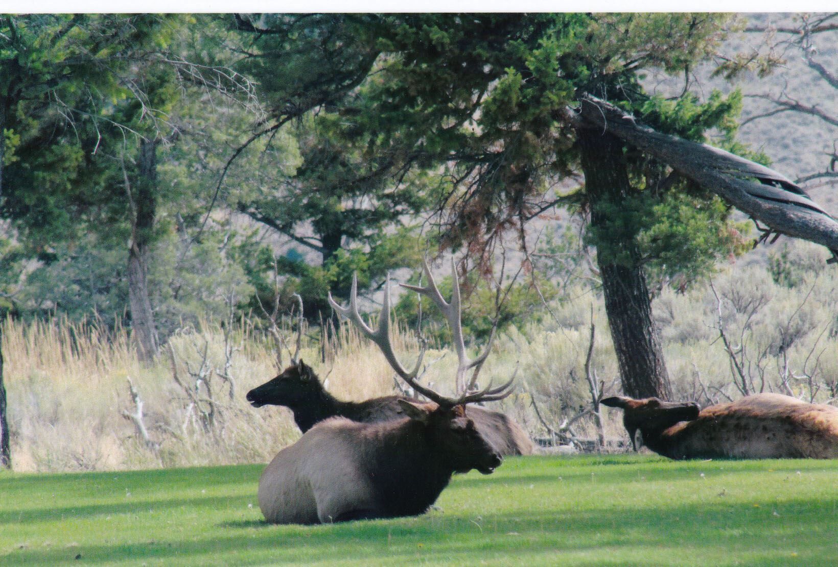 Elk at Mammoth